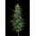 Limez (fem.) – Humboldt Seed Company