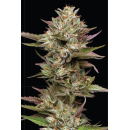 Moon Fog (fem.) – Humboldt Seed Company