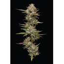 Moon Fog (fem.) – Humboldt Seed Company