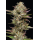 Moon Fog (fem.) – Humboldt Seed Company