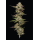 Moon Fog (fem.) – Humboldt Seed Company