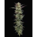 Notorious T.H.C. (fem.) – Humboldt Seed Company