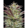 Notorious T.H.C. (fem.) – Humboldt Seed Company