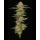 Orange Creampop (fem.) – Humboldt Seed Company