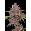 Purpz (fem.) – Humboldt Seed Company