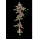 Purpz (fem.) – Humboldt Seed Company