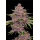 Purpz (fem.) – Humboldt Seed Company