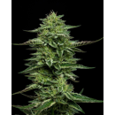 The Bling (fem.) – Humboldt Seed Company