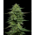 The Bling (fem.) – Humboldt Seed Company