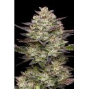 Puff Pastry (fem.) – Humboldt Seed Company