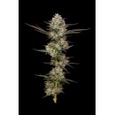Puff Pastry (fem.) – Humboldt Seed Company