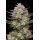 Puff Pastry (fem.) – Humboldt Seed Company
