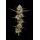 Puff Pastry (fem.) – Humboldt Seed Company