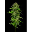 Mango Sherbert (fem.) – Humboldt Seed Company