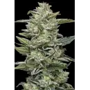 Honey Bear (fem.) – Humboldt Seed Company