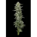 Honey Bear (fem.) – Humboldt Seed Company