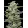 Honey Bear (fem.) – Humboldt Seed Company